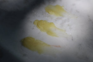 Lip Nectar (Sensitive Skin Glow Honey Balm)